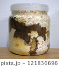 菌糸瓶で大きくなるオオクワガタの幼虫 121836696