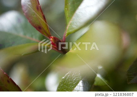 姫車輪梅の蕾、花言葉は「愛の告白」「純真」「そよ風の心地よさ」 姫車輪梅の蕾、花言葉は「愛の告白」「純真」「そよ風の心地よさ」 121836807