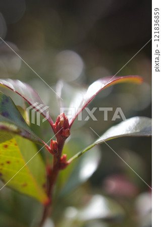 姫車輪梅の蕾、花言葉は「愛の告白」「純真」「そよ風の心地よさ」 姫車輪梅の蕾、花言葉は「愛の告白」「純真」「そよ風の心地よさ」 121836859