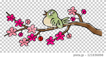 梅の枝にとまるウグイス(鳴く) 梅の枝にとまるウグイス(鳴く) 121836898