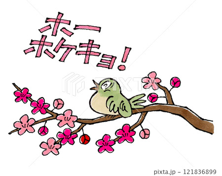 梅の枝にとまるウグイス(ホーホケキョの文字) 梅の枝にとまるウグイス(ホーホケキョの文字) 121836899