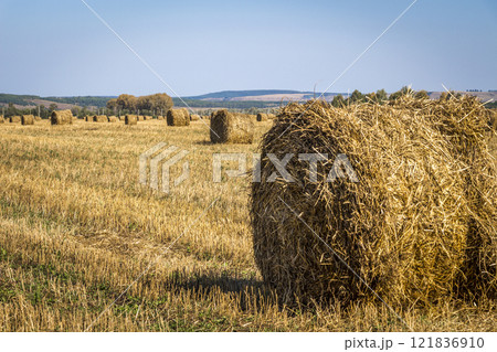 Twisted straw on the field Twisted straw on the field 121836910
