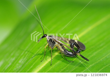 シリアゲムシ (オス) シリアゲムシ (オス) 121836974