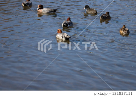 冬の川で泳ぐヒドリガモとオオバンの群れ 121837111