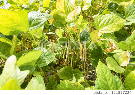 Close-up of adzuki pods growing in the farmland of Wandan, Pingtung, Taiwan. Close-up of adzuki pods growing in the farmland of Wandan, Pingtung, Taiwan. 121837224