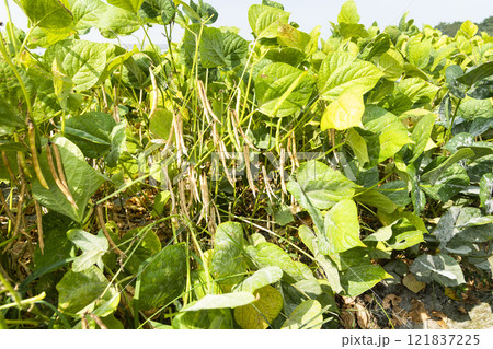Close-up of adzuki pods growing in the farmland of Wandan, Pingtung, Taiwan. 121837225