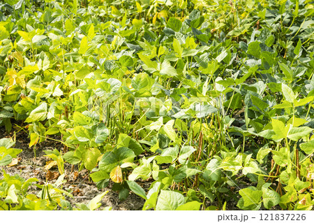 A large area of adzuki crop in the farmland of Wandan, Pingtung, Taiwan. 121837226