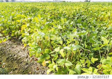 A large area of adzuki crop in the farmland of Wandan, Pingtung, Taiwan. A large area of adzuki crop in the farmland of Wandan, Pingtung, Taiwan. 121837227