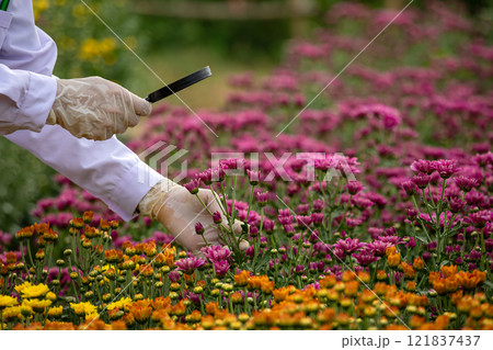 Scientist analyzing pink chrysanthemums flowers in greenhouse using magnifying glass, close up hand wearing protective gloves and lab coat for agricultural research Scientist analyzing pink chrysanthemums flowers in greenhouse using magnifying glass, close up hand wearing protective gloves and lab coat for agricultural research 121837437