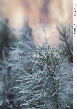 Frosty Spruce Branches. Outdoor frost scene. Snow winter background. Nature forest light landscape. Beautiful tree and sunrise sky. Sunny, snowy, scenic, snowfall. Frosty Spruce Branches. Outdoor frost scene. Snow winter background. Nature forest light landscape. Beautiful tree and sunrise sky. Sunny, snowy, scenic, snowfall. 121837584