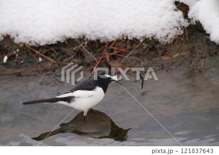 雪の中、小川に立つセグロセキレイ 121837643