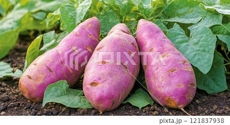 Dark purple leaves and smaller tubers of Ornamental Sweet Potatoes with triangular 121837938