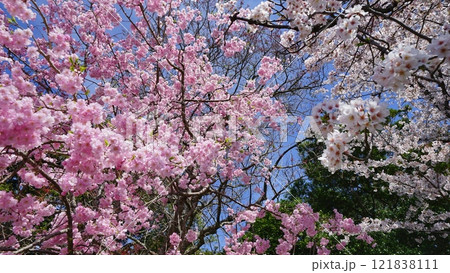 満開になった火の山公園の桜 121838111