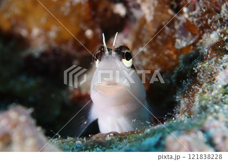 ヒトスジギンポ 121838228