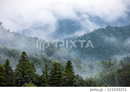 霧に包まれる森 121838251