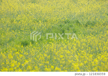 一面に広がる菜の花畑 一面に広がる菜の花畑 121838359