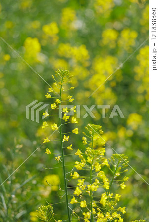 一面に広がる菜の花畑 一面に広がる菜の花畑 121838360