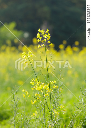 一面に広がる菜の花畑 121838363