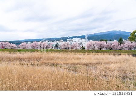 【神奈川県】南足柄市の春木径に咲く綺麗な春めき桜 121838451