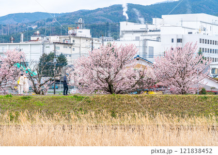 【神奈川県】南足柄市の春木径に咲く綺麗な春めき桜 121838452