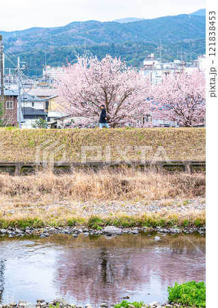【神奈川県】南足柄市の春木径に咲く綺麗な春めき桜 121838453