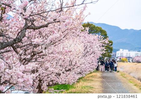 【神奈川県】南足柄市の春木径に咲く綺麗な春めき桜 【神奈川県】南足柄市の春木径に咲く綺麗な春めき桜 121838461