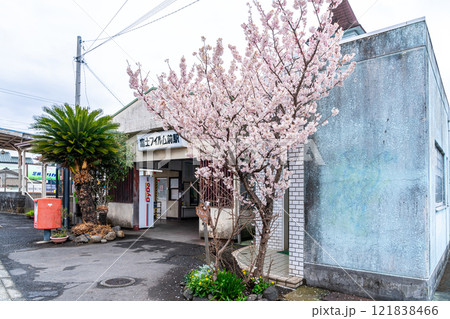 【神奈川県】南足柄市の富士フイルム前駅に咲く綺麗な春めき桜 【神奈川県】南足柄市の富士フイルム前駅に咲く綺麗な春めき桜 121838466