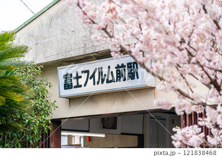 【神奈川県】南足柄市の富士フイルム前駅に咲く綺麗な春めき桜 121838468