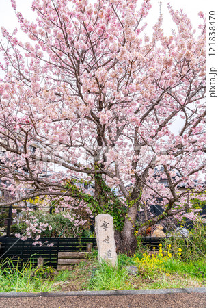 【神奈川県】南足柄市の春木径に咲く綺麗な春めき桜 【神奈川県】南足柄市の春木径に咲く綺麗な春めき桜 121838470