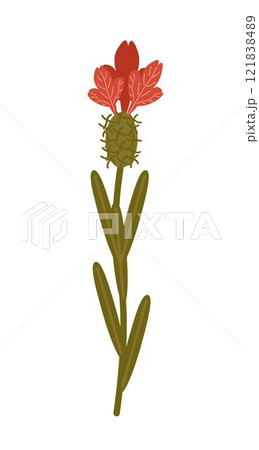 Vector illustration of a red wildflower isolated on a white background Vector illustration of a red wildflower isolated on a white background 121838489