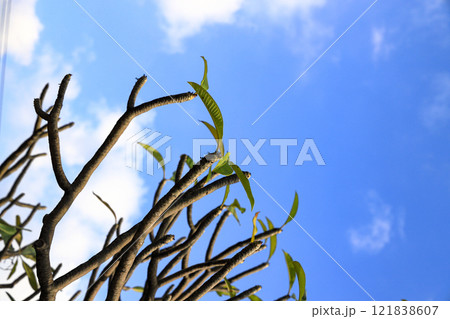 Close up top of the frangipani or Plumeria alba tree with blue sky background. 121838607