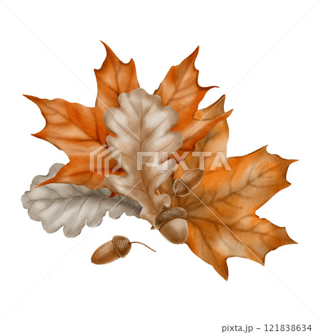Autumn arrangement of maple leaves,acorns,oak leaves as a symbol of the withering of nature, the herbarium.Watercolor hand-drawn illustration on transparent background 121838634