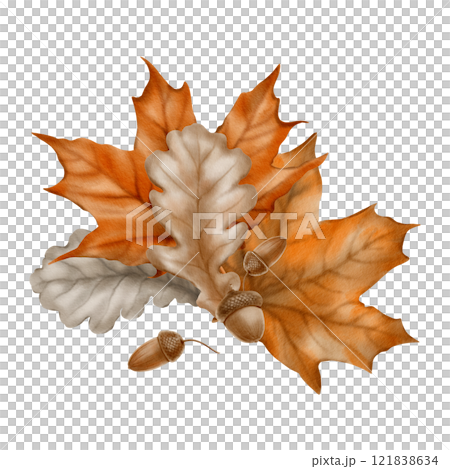 Autumn arrangement of maple leaves,acorns,oak leaves as a symbol of the withering of nature, the herbarium.Watercolor hand-drawn illustration on transparent background 121838634