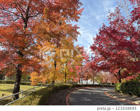 紅葉したグリーンヒル郷原のタイワンフウ 121838693