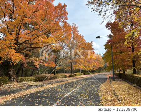 紅葉したグリーンヒル郷原のタイワンフウ 紅葉したグリーンヒル郷原のタイワンフウ 121838700
