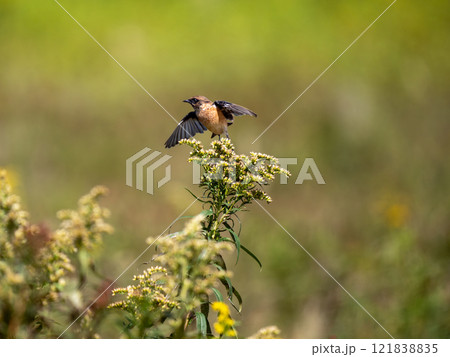 ノビタキ 121838835