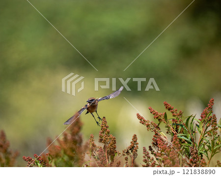 ノビタキ 121838890