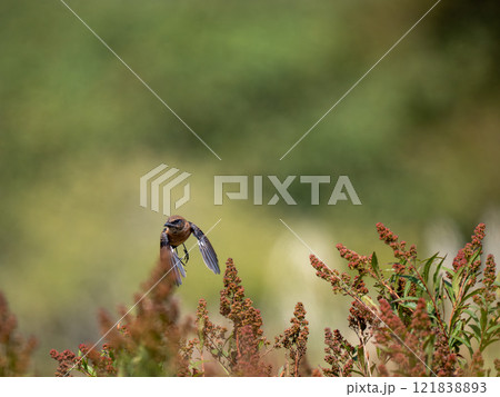 ノビタキ 121838893