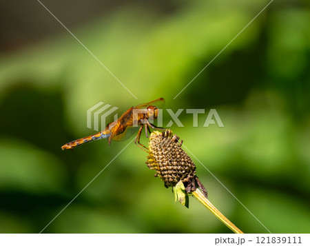 キトンボ 121839111