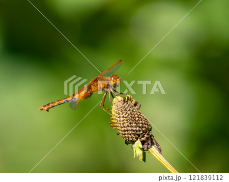 キトンボ キトンボ 121839112