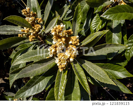 冬に咲くビワの花 冬に咲くビワの花 121839115