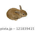 茶色いうさぎの切り抜き② 121839415