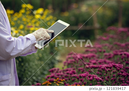 Scientist using hand touching digital tablet for research in chrysanthemums flower field while wearing gloves and lab coat with copy space 121839417