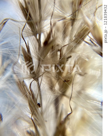 冬のススキ穂クローズアップ3 冬のススキ穂クローズアップ3 121839432