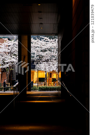 【東京都】日本橋の江戸桜通りに咲く満開のソメイヨシノ 121839479