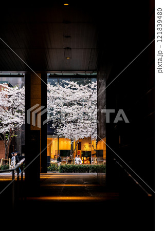 【東京都】日本橋の江戸桜通りに咲く満開のソメイヨシノ 【東京都】日本橋の江戸桜通りに咲く満開のソメイヨシノ 121839480