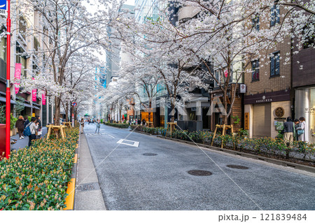 【東京都】日本橋の江戸桜通りに咲く満開のソメイヨシノ 121839484