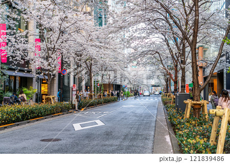 【東京都】日本橋の江戸桜通りに咲く満開のソメイヨシノ 121839486