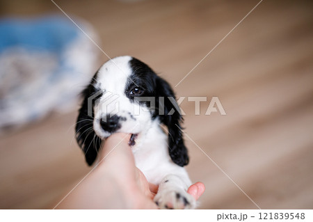 A one-month-old white spaniel puppy with black ears and spots is nibbling its owner's fingers A one-month-old white spaniel puppy with black ears and spots is nibbling its owner's fingers 121839548