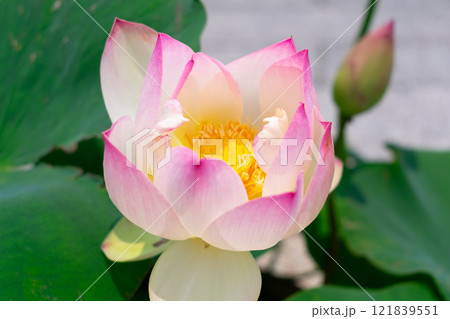 ハスの花 121839551